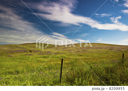 Green meadow Green meadow 8209955