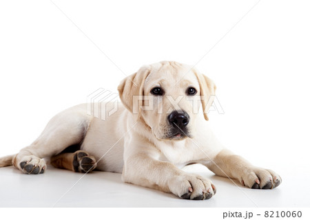 Cute labrador dog 8210060