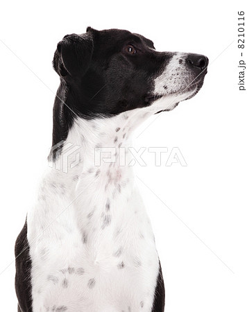 Dog portrait Dog portrait 8210116