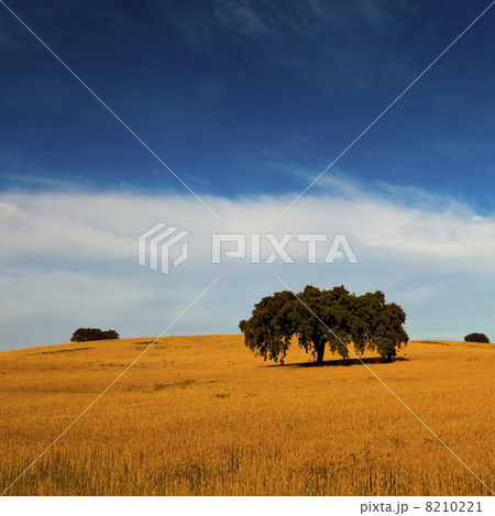 Yellow wheat field 8210221