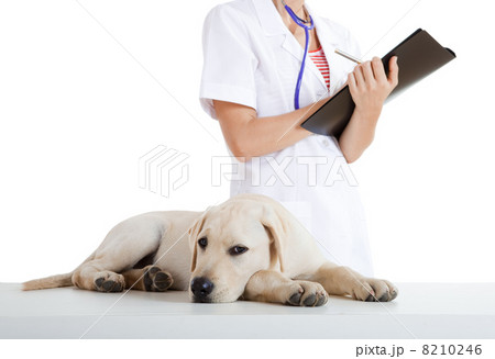 Veterinay taking care of a dog 8210246