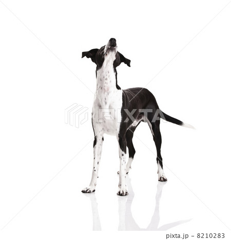 Dog looking upwards Dog looking upwards 8210283