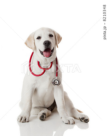 Veterinarian dog 8210348