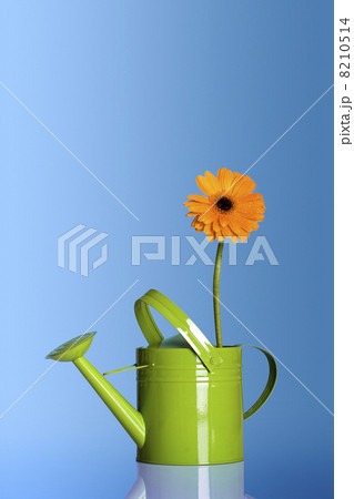 Watering can with a flower Watering can with a flower 8210514