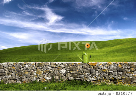 Flower in the green land Flower in the green land 8210577
