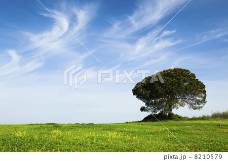 Green meadow 8210579