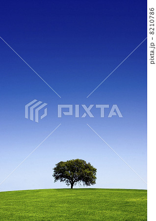 Beautiful tree 8210786