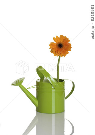 Green watering can with a flower 8210981