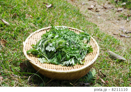 春の日射しにヨモギ摘み 春の日射しにヨモギ摘み 8211110