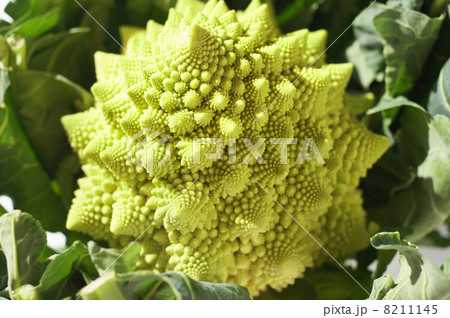 ロマネスコ ブロッコロ ロマネスコ ブロッコロ 8211145
