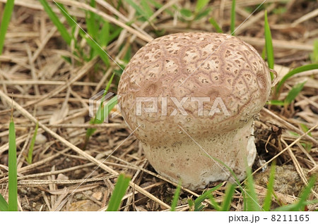 オニフスベ オニフスベ 8211165