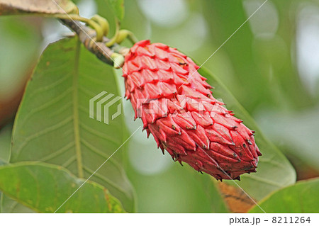 ホオノキの実 8211264