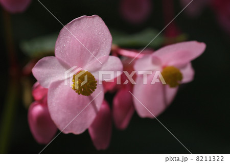秋海棠の花 秋海棠の花 8211322