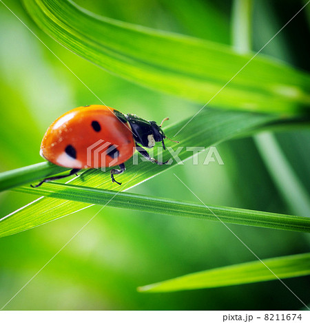 Ladybug on grass Ladybug on grass 8211674