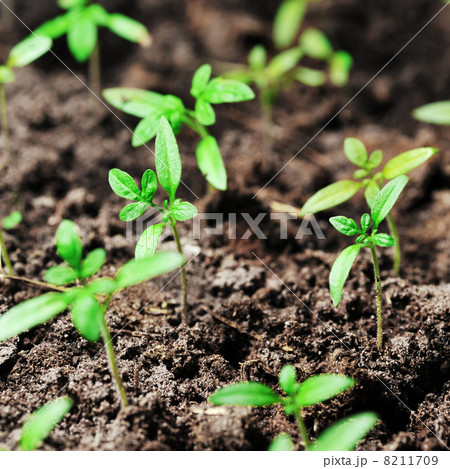 sprout of tomato sprout of tomato 8211709