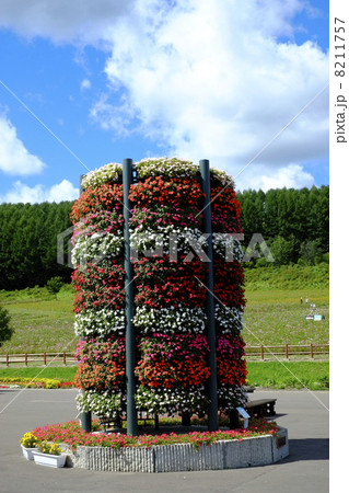 インパチェンス 8211757