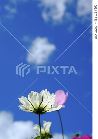 コスモス コスモス 8211760