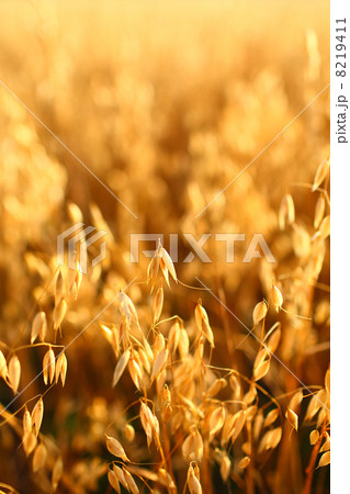oat field 8219411