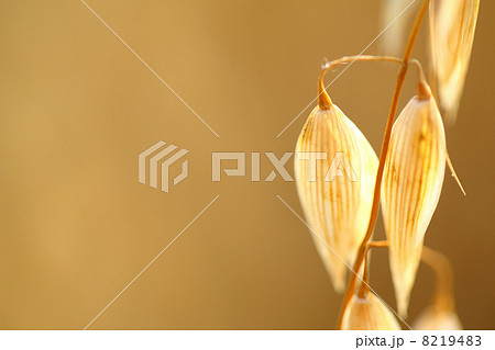 oat field 8219483