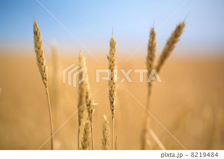 Wheat field 8219484