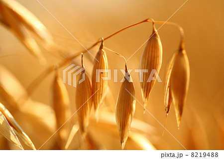 oat field 8219488