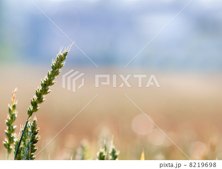 wheat 8219698