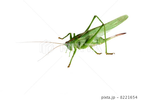green grasshopper isolated on a white background green grasshopper isolated on a white background 8221654