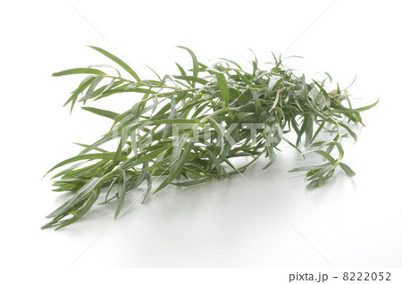 some organic tarragon and a white background 8222052