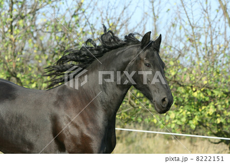 Portrait of running friesian mare 8222151