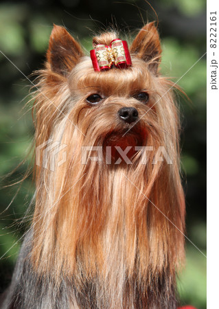 Yorkshire terrier in front of green background Yorkshire terrier in front of green background 8222161