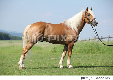 Haflinger stallion Haflinger stallion 8222185