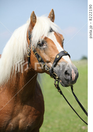 Portrait of Haflinger stallion Portrait of Haflinger stallion 8222190