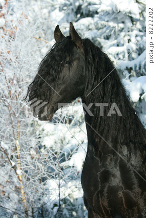 Lovely friesian stallion with snowy tree Lovely friesian stallion with snowy tree 8222202