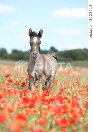 Arabian foal running in red poppy field 8222215