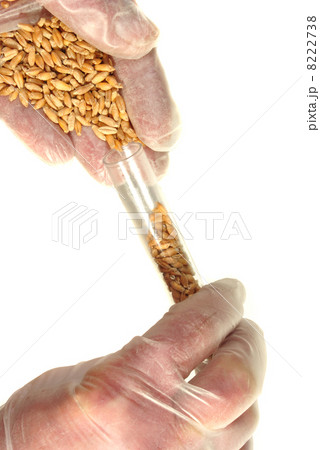 Triticale is a hybrid of wheat and rye Triticale is a hybrid of wheat and rye 8222738