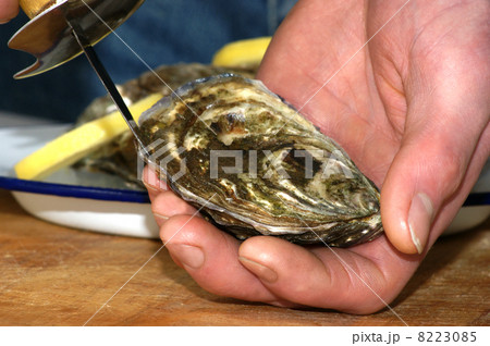 how to open one raw organic oyster how to open one raw organic oyster 8223085