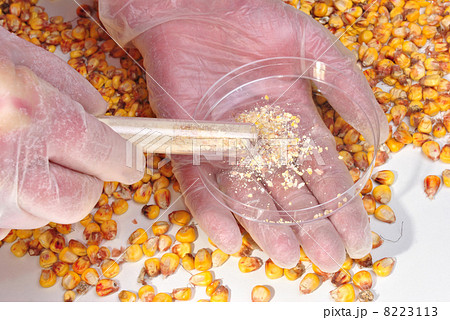 corn and corn powder in a test tube corn and corn powder in a test tube 8223113