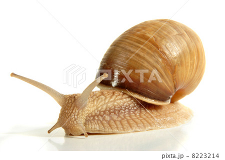 Snail from a breeding facility on a light background Snail from a breeding facility on a light background 8223214