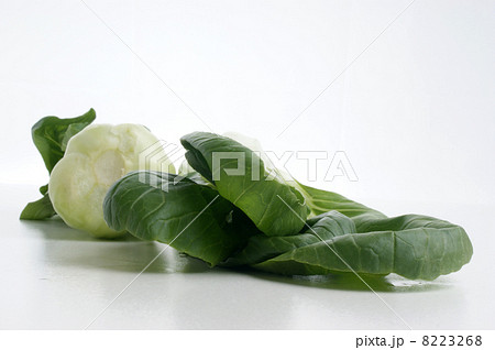 fresh organic pak choi on a white background 8223268