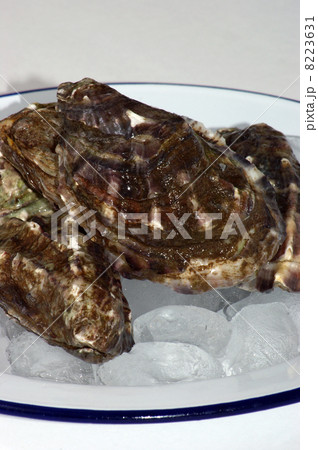 raw organic oyster on a plate with ice 8223631