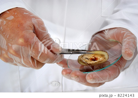 one piece of celery is examined in the food laboratory one piece of celery is examined in the food laboratory 8224143