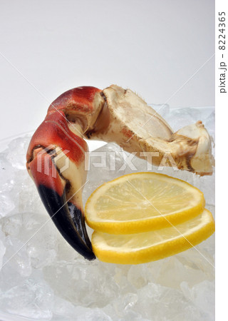 fresh organic crab claws on ice with lemon fresh organic crab claws on ice with lemon 8224365