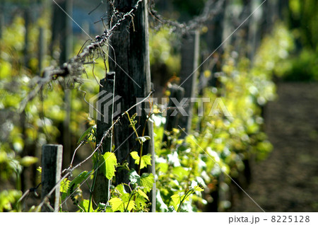 wineyard in may wineyard in may 8225128