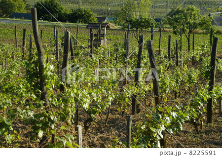 wineyard in may wineyard in may 8225591