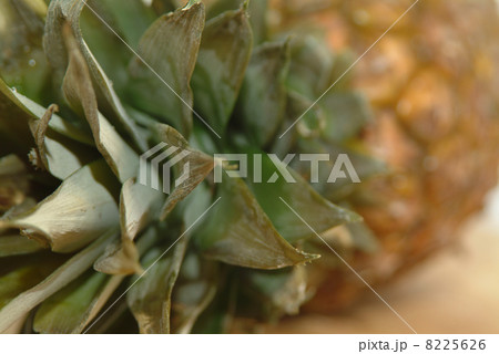 pineapple tropical plant also a fruit pineapple tropical plant also a fruit 8225626