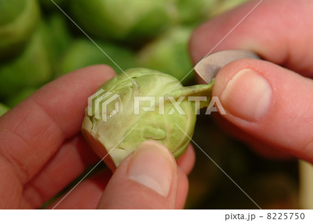 prepare brussel sprout prepare brussel sprout 8225750