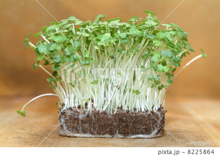 fresh cress is always usefull in the kitchen 8225864