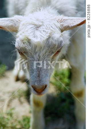 one young goat without horn on a field one young goat without horn on a field 8226886