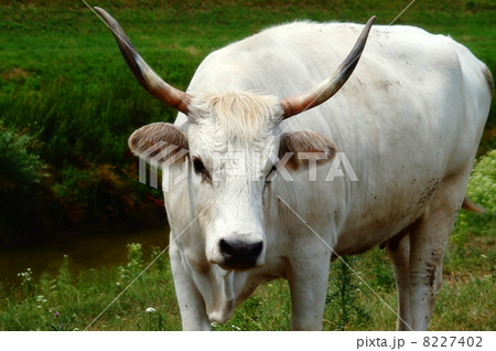 hungarian grey cattle or hungarian steppe cattle hungarian grey cattle or hungarian steppe cattle 8227402