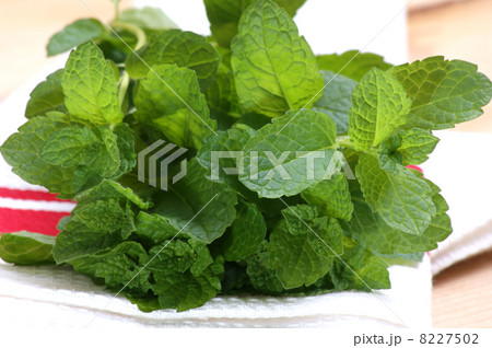 some fresh organic peppermint from the garden 8227502